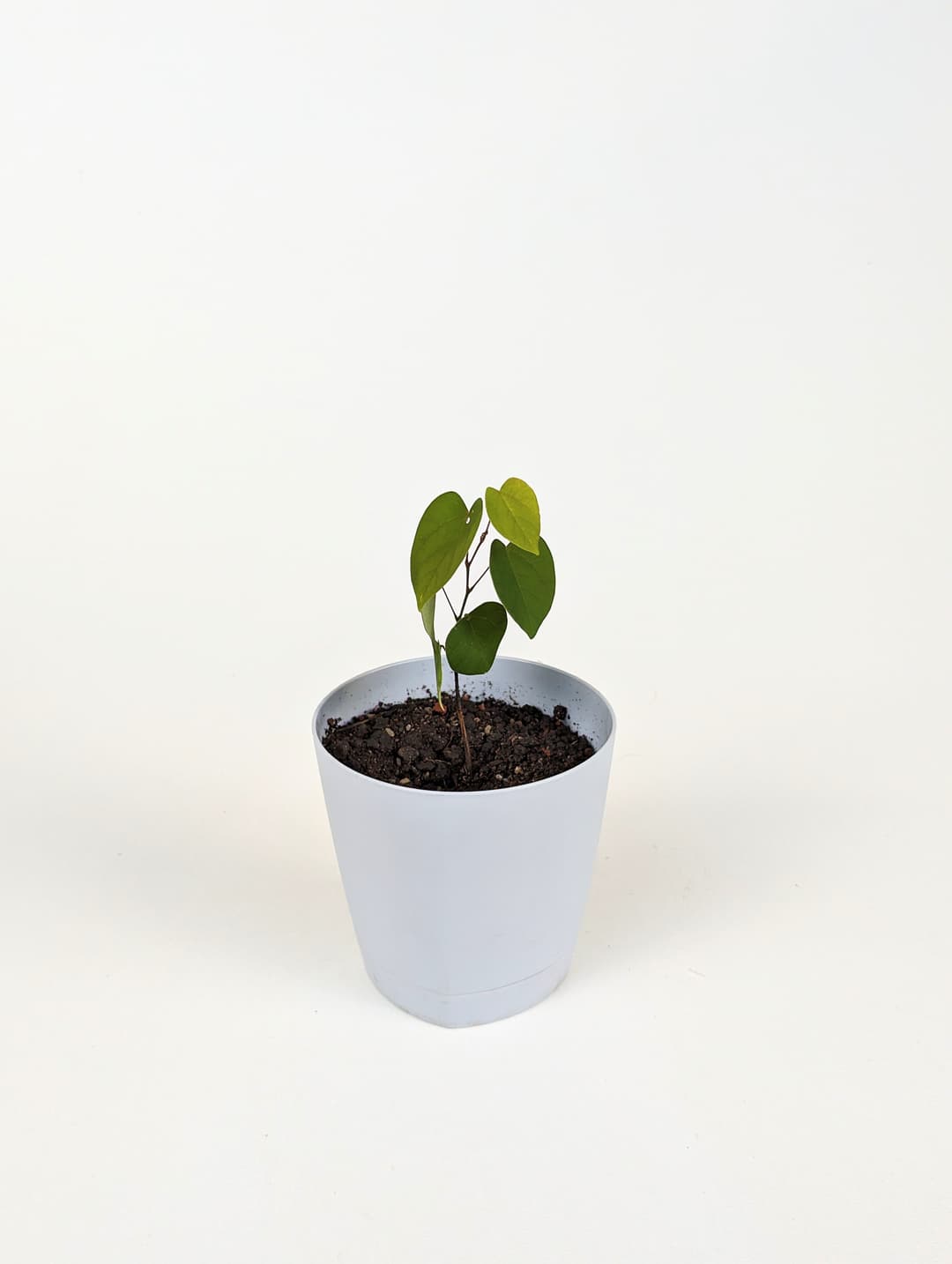 Հուդայի ծառ image