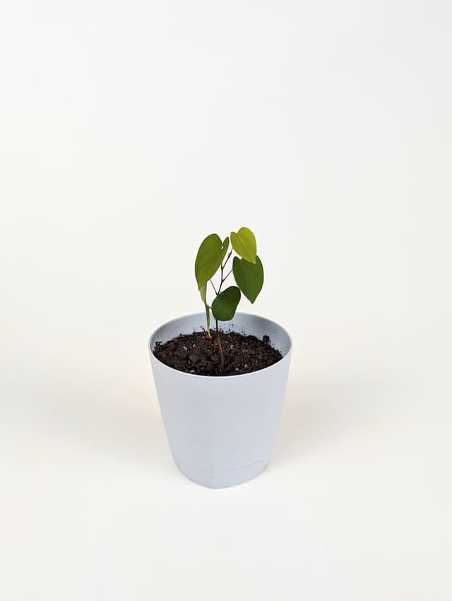 Հուդայի ծառ image