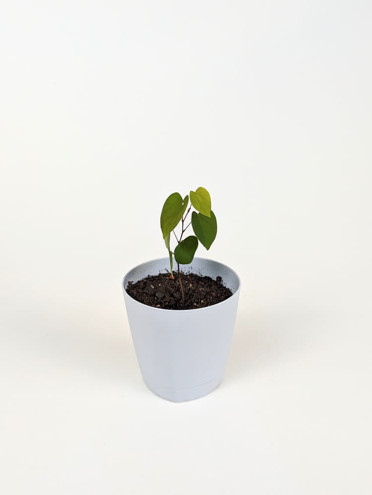 Հուդայի ծառ Image