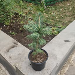 Արծաթափայլ եղեվնի image