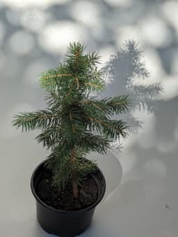 Արծաթափայլ եղեվնի image