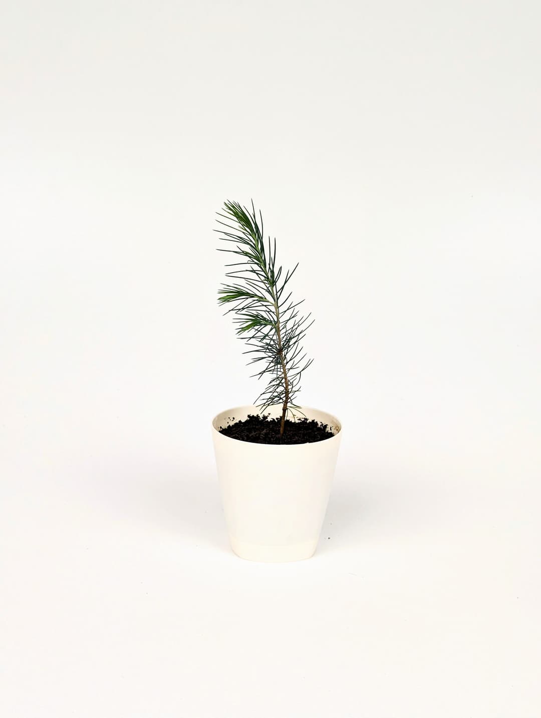 Հիմալայան կեդռ image