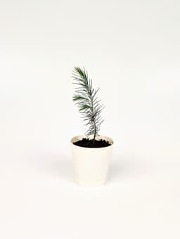 Հիմալայան կեդռ image