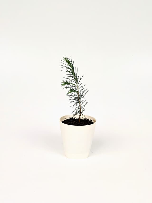 Հիմալայան կեդռ image