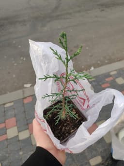 Կիպարիս (նոճի) image