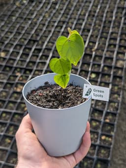 Հուդայի ծառ image